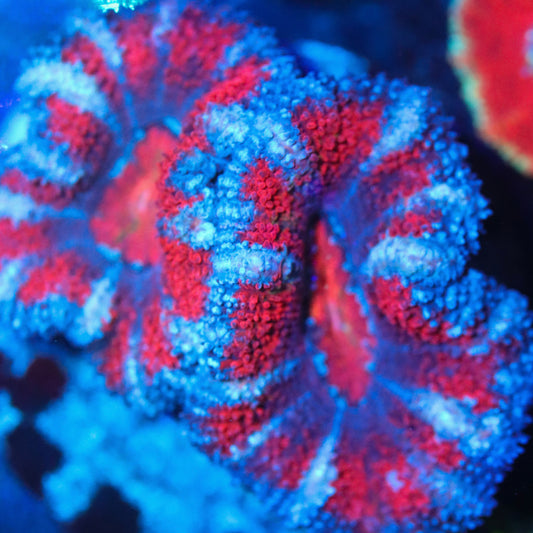 Candy Striped Acan