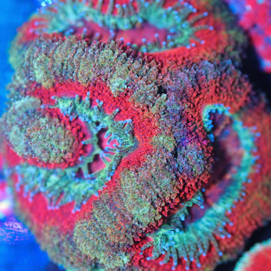 Peach and Red Acan