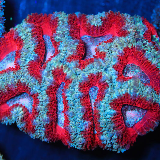 Red and Pink Acan